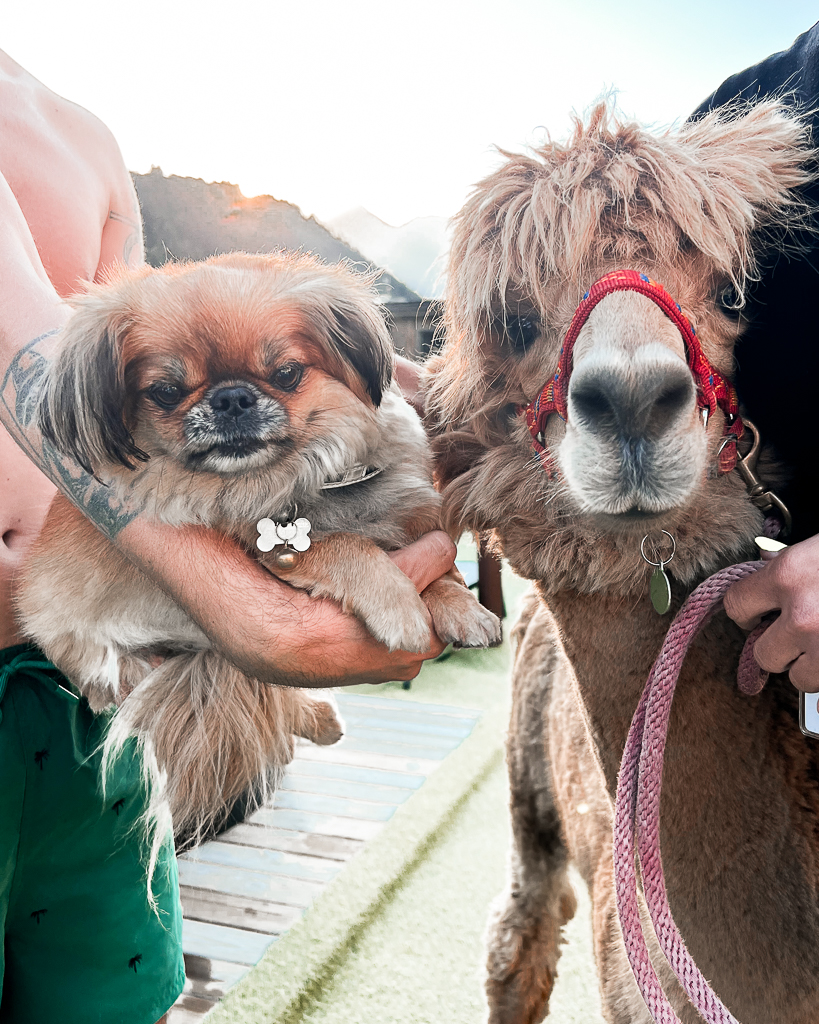 mira mountain resort alpaca